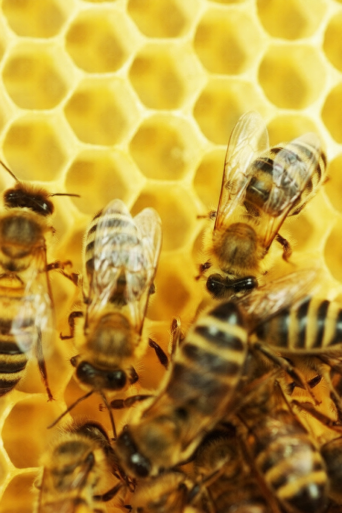Bees working on their hive.