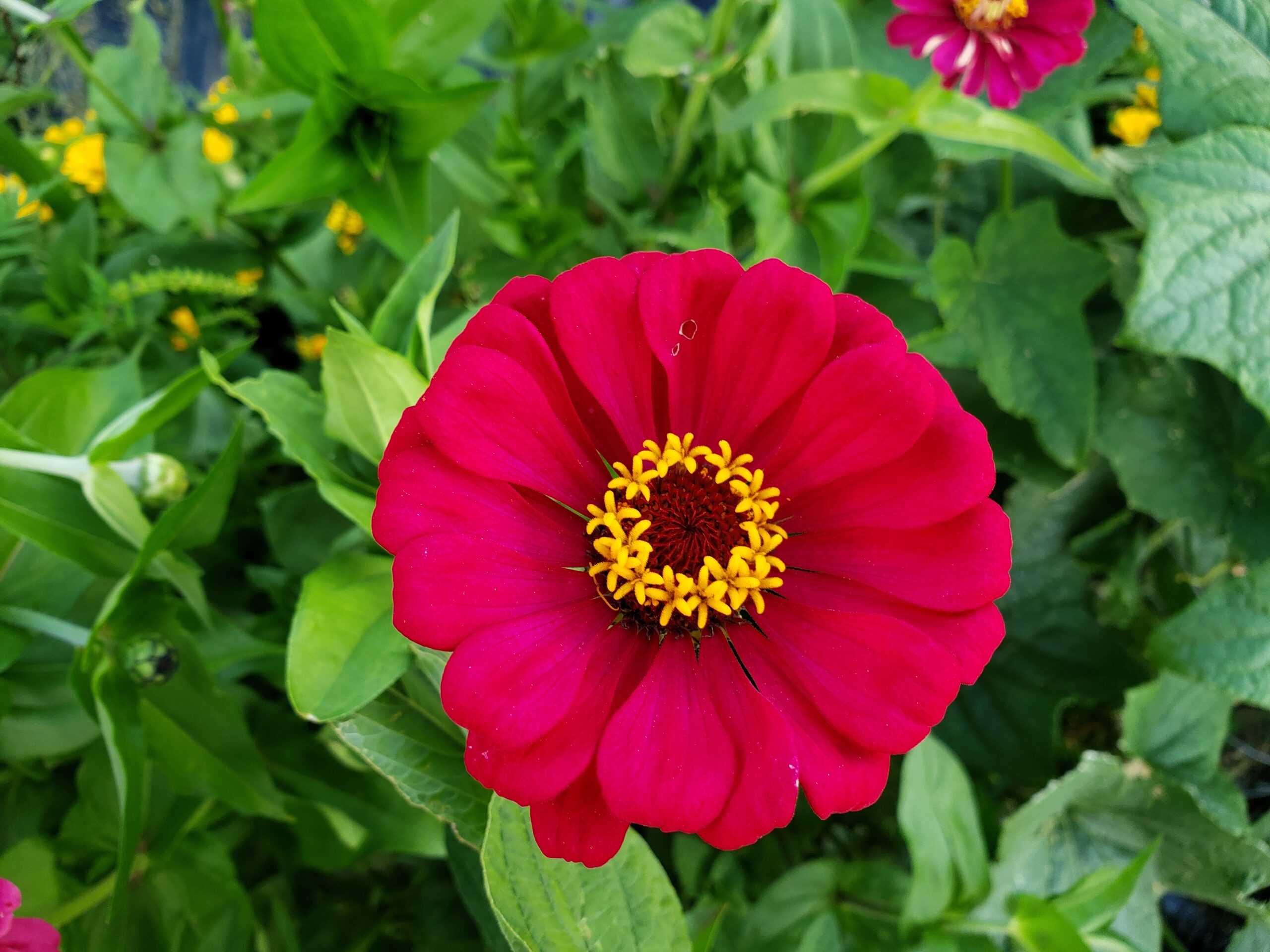 Magenta zinnia flower.