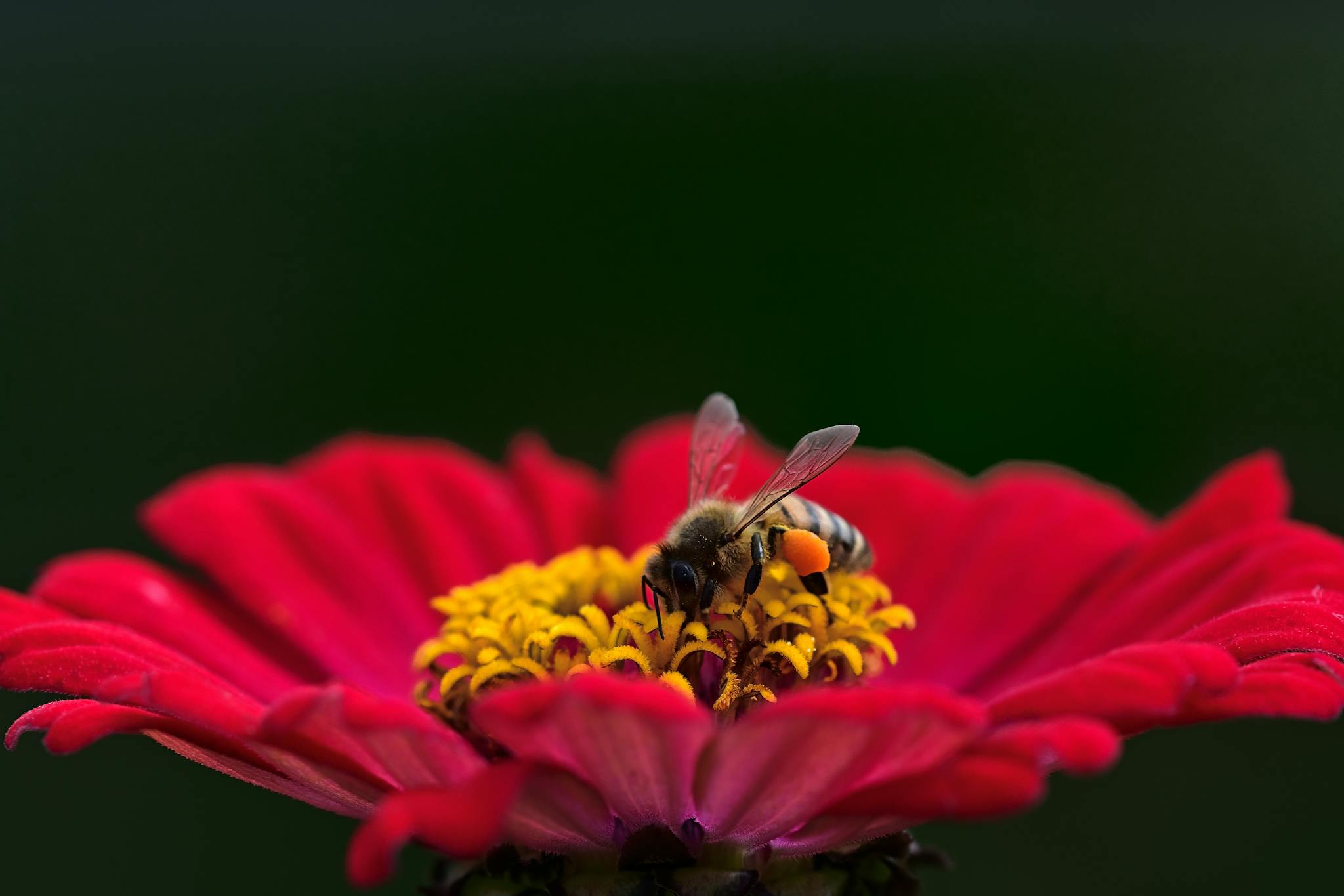 A close-up of a bee collecting pollen from a red zinnia flower in a summer garden.