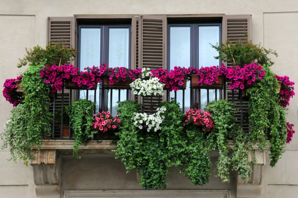 Flowers in pots on a balcony.
