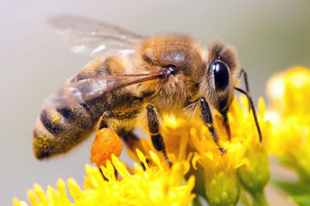 Bee with full pollen sacs on a dandelion.