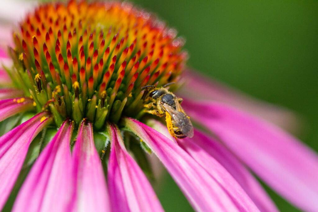 Bee on pink echinacea.