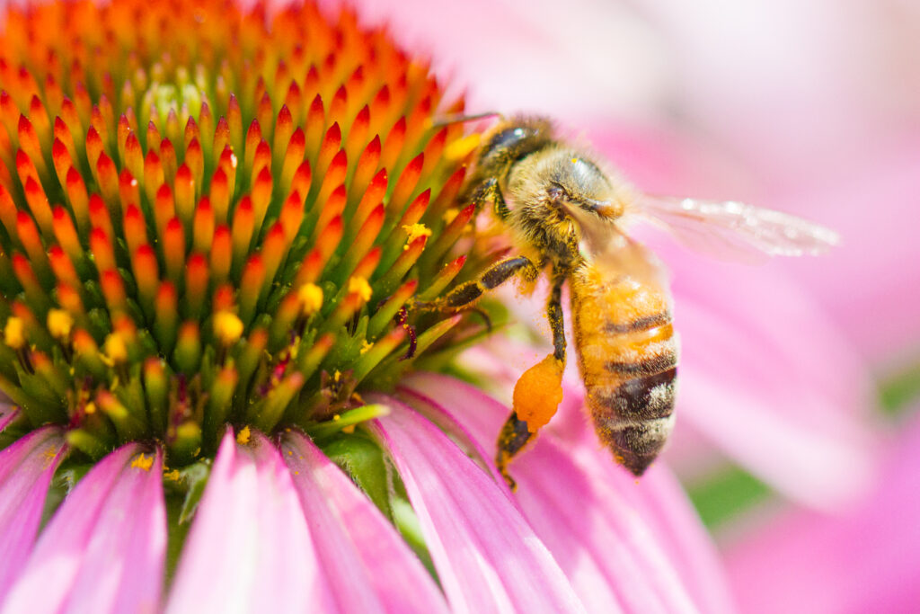 Extreme close-up pollen covered bee.