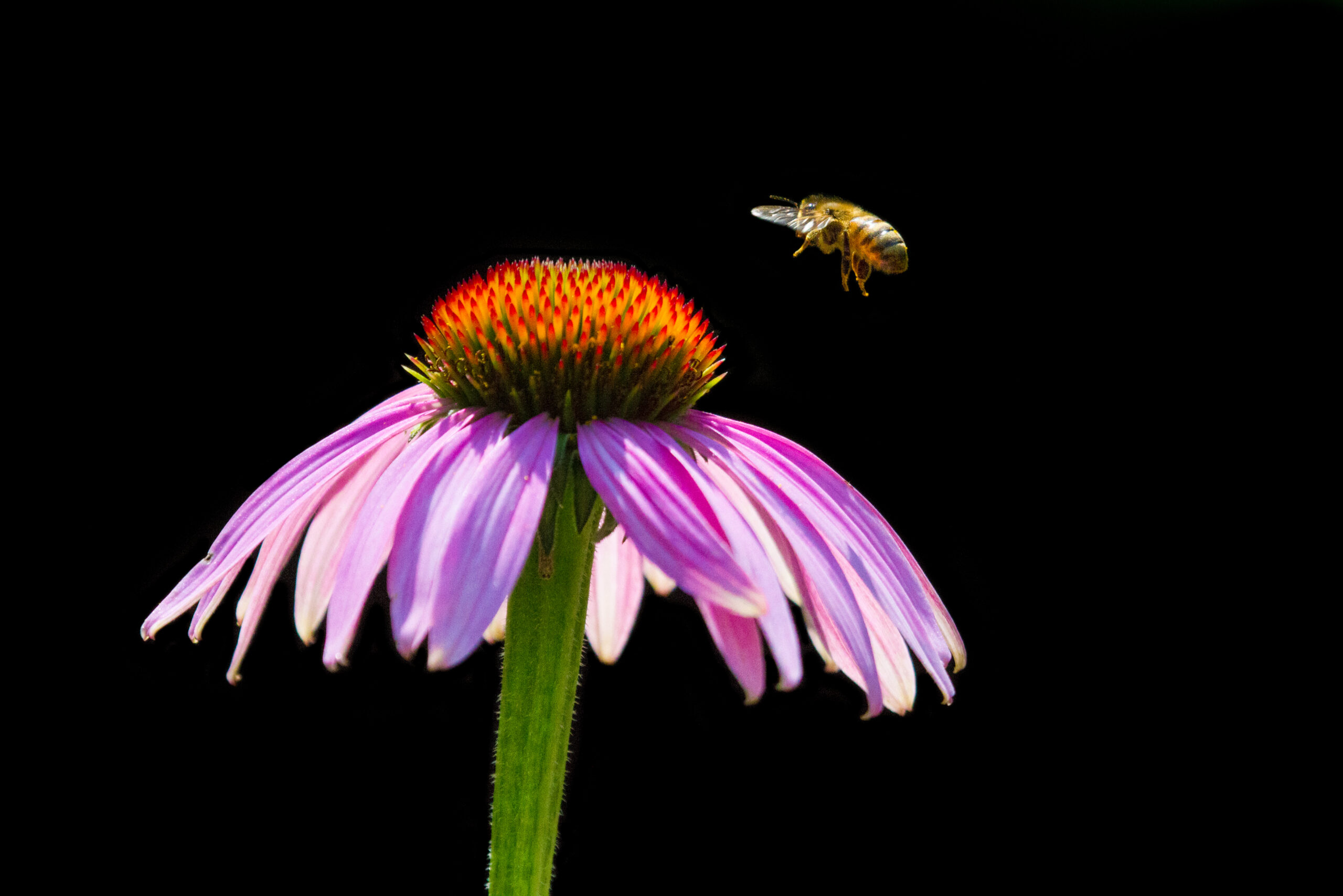 Bee flying toward pink echinacea. Black background.