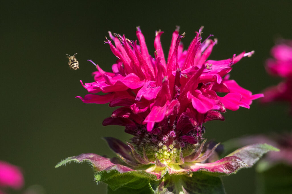 Native bee flying from Monarda.