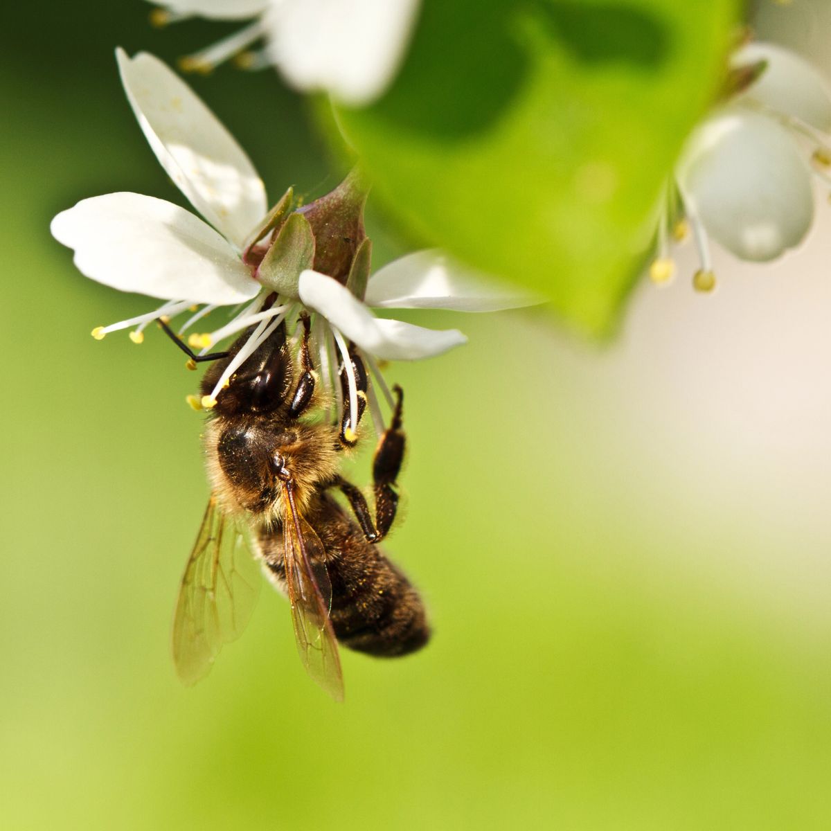 Bee collecting nectar from apple blossom.