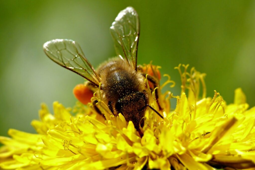 Bee on a dandelion flower.