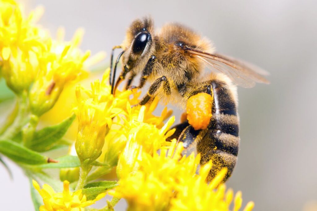Bee on a dandelion.