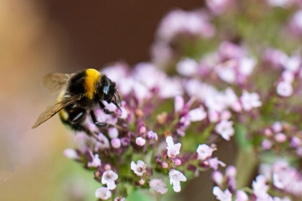 Bee on oregano flower.
