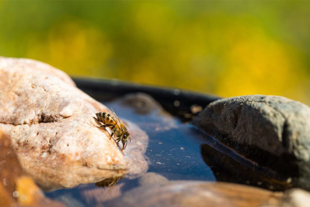 Bee on a rock with water.