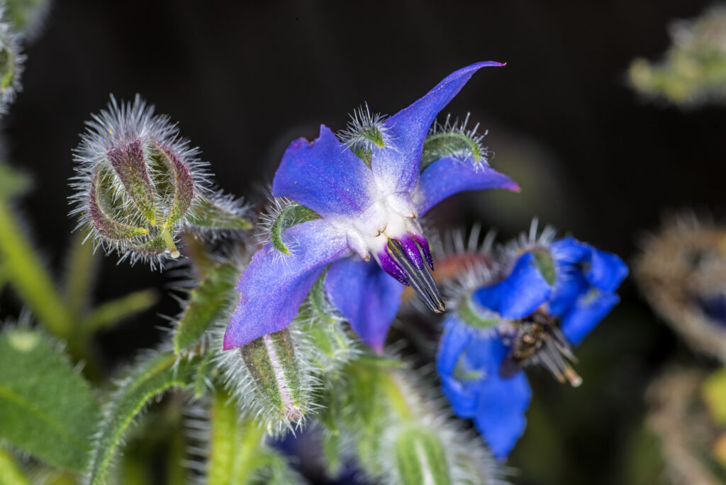 Blue borage flower ckoseup.