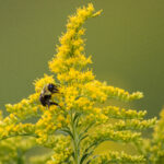 Bumble bee on goldenrod.