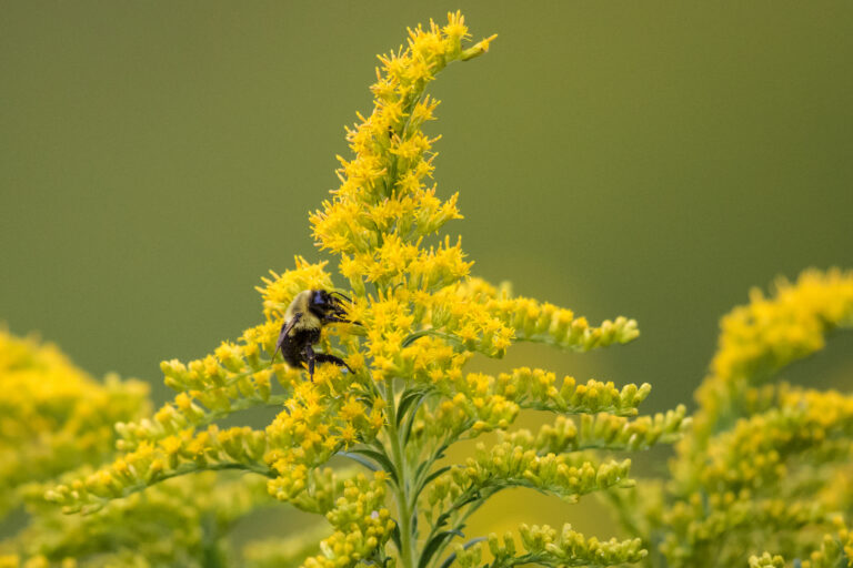 Bumble bee on goldenrod.