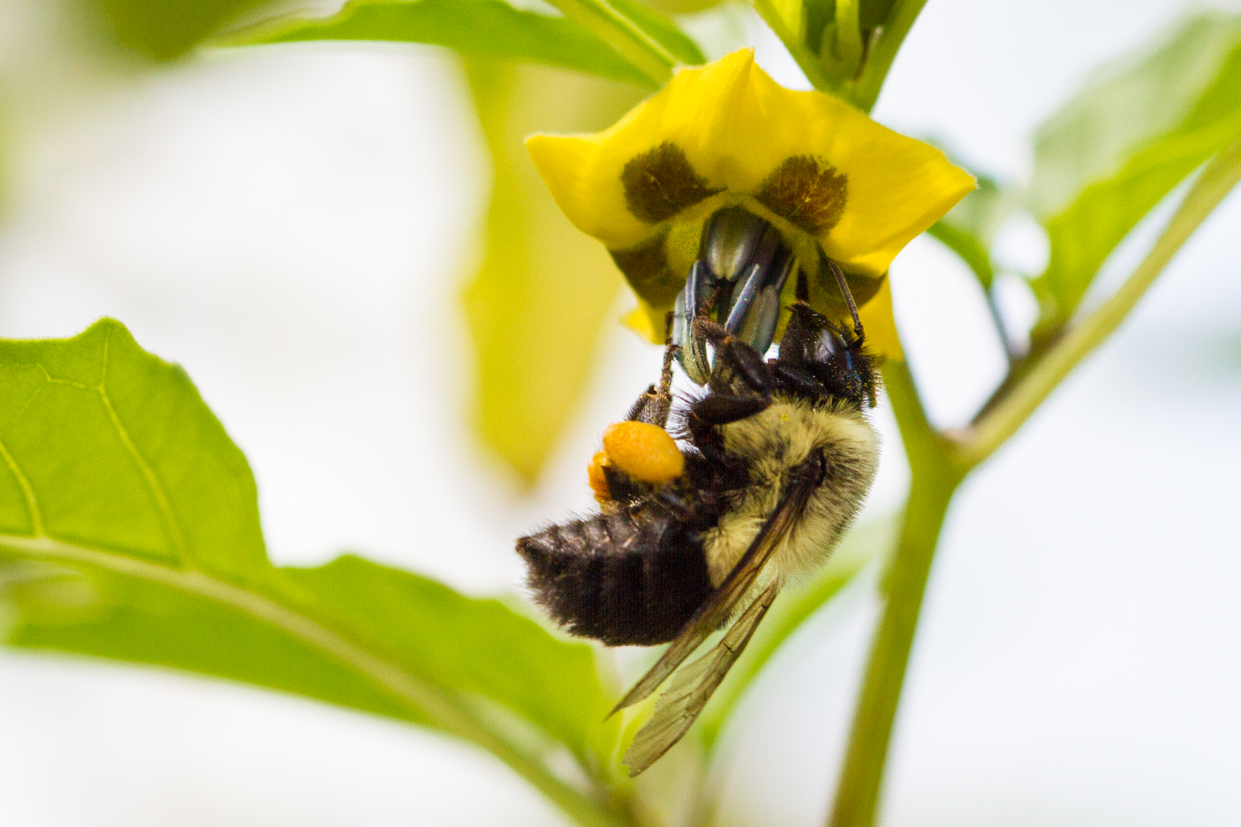 Bubmble bee on ground cherry.