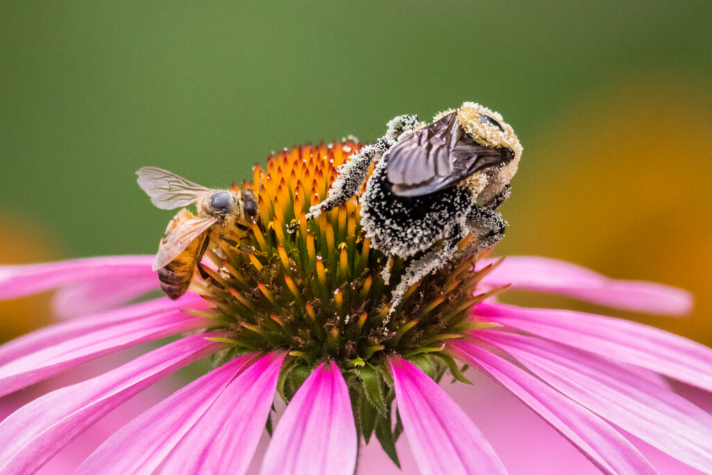 Bumble and honey bee on Echianea flower.