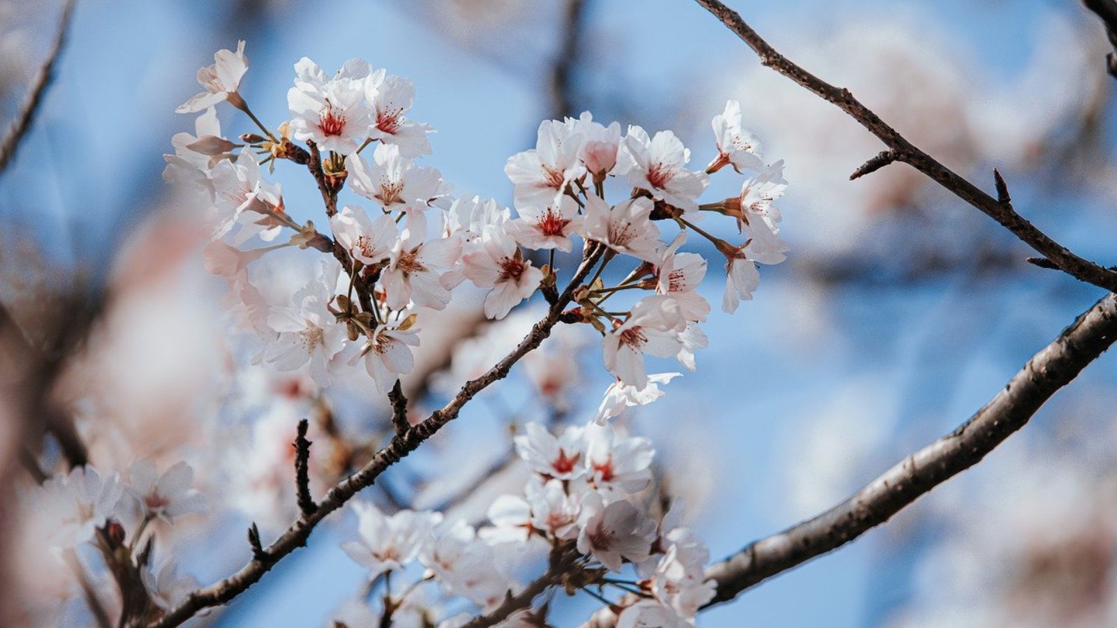 Cherry blossoms.