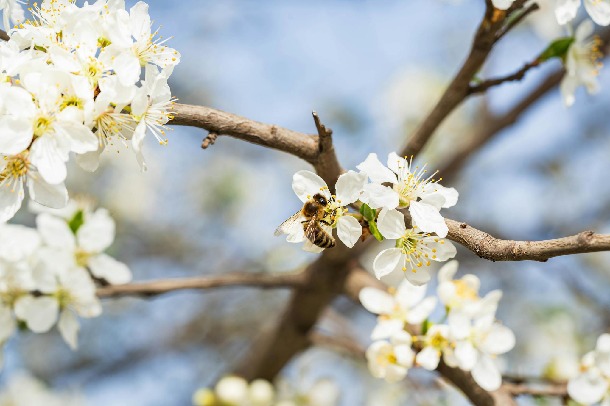 Close-up of a honeybee pollinating white blossoms on a sunny spring day.