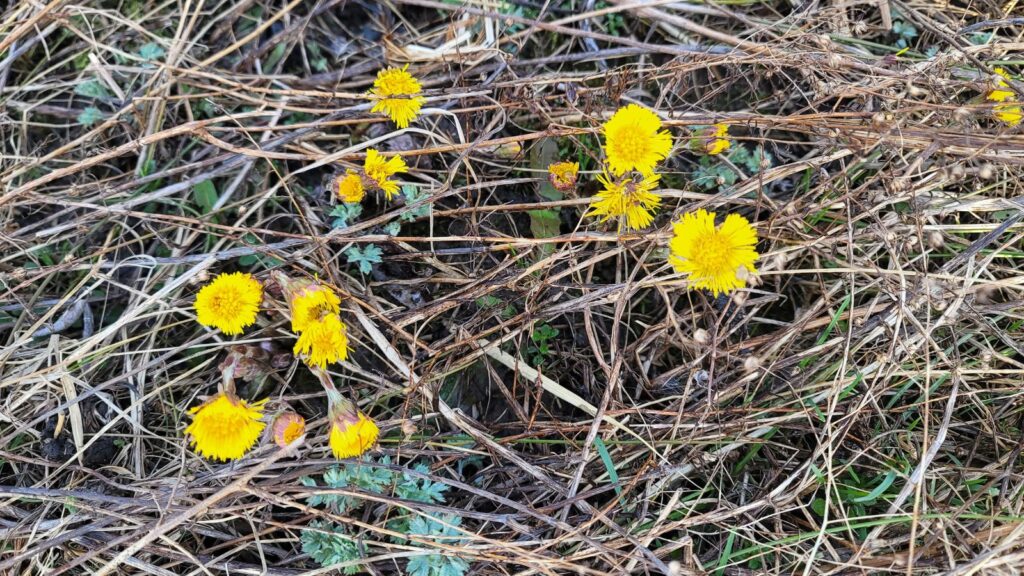 Coltsfoot flower with no leaves and yellow flowers.