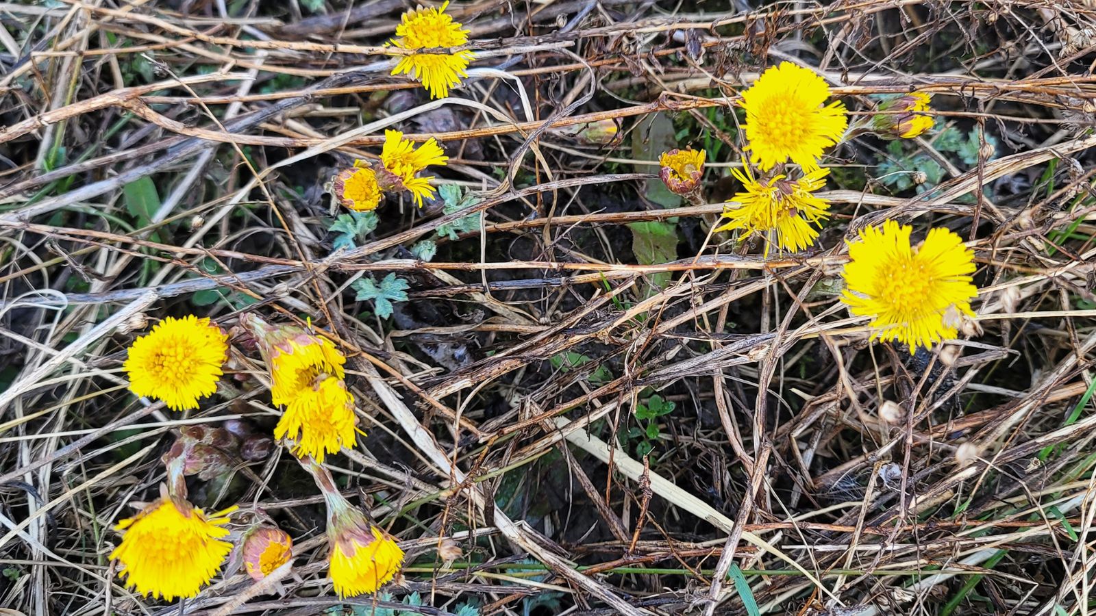 Closeup of coltsfoot flower.