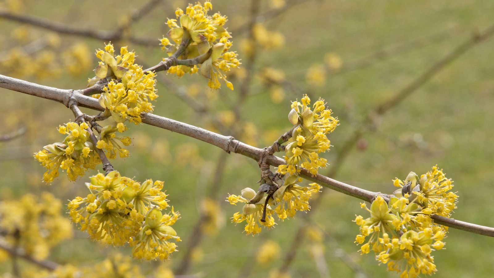 Cornelian cherry flowering.