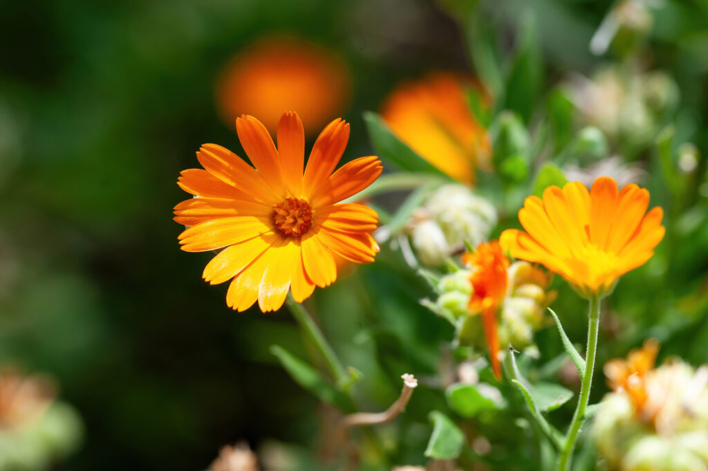 Group of orange calendula flowers.