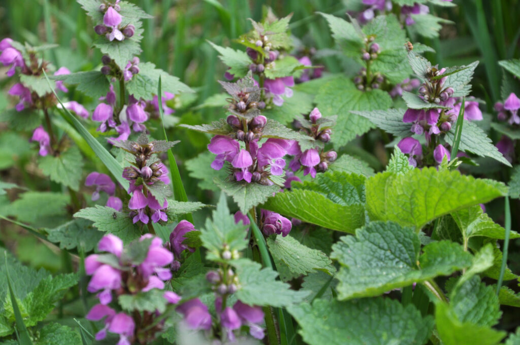 Purple lamium flowers.