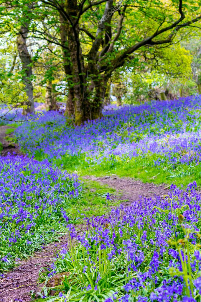 A path filled with bluebells in the forest.