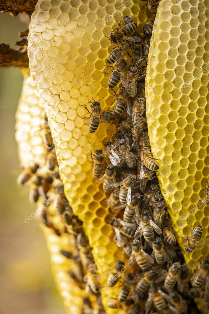 Honeycomb layers closeup of a colony of wild Apis Mellifera Carnica or Western Honey Bees