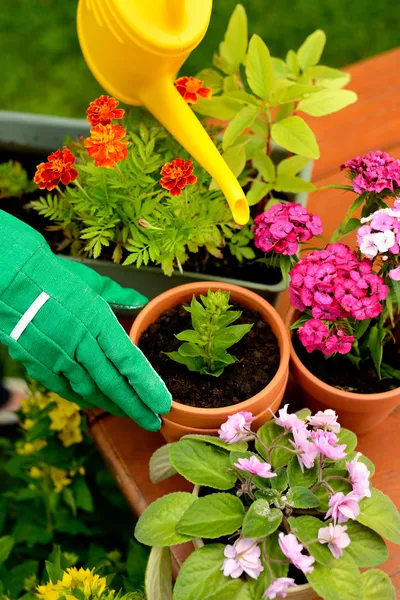Hands in green gloves plant flowers in pot 