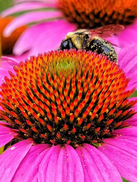 Closeup of bee with pollen on coneflower.