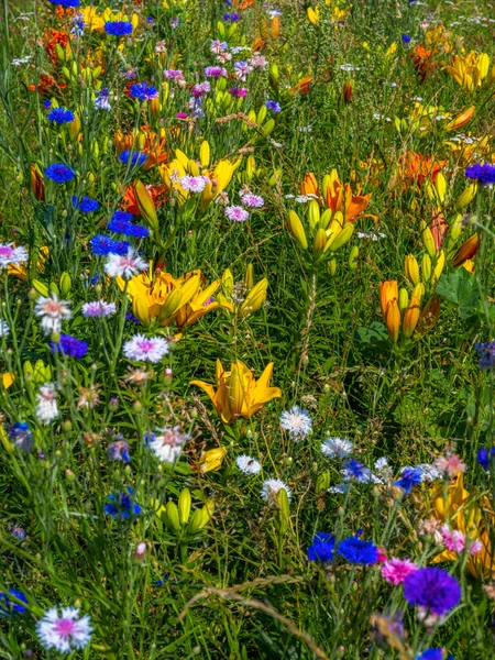 Beautiful background of a summer meadow with wildflowers