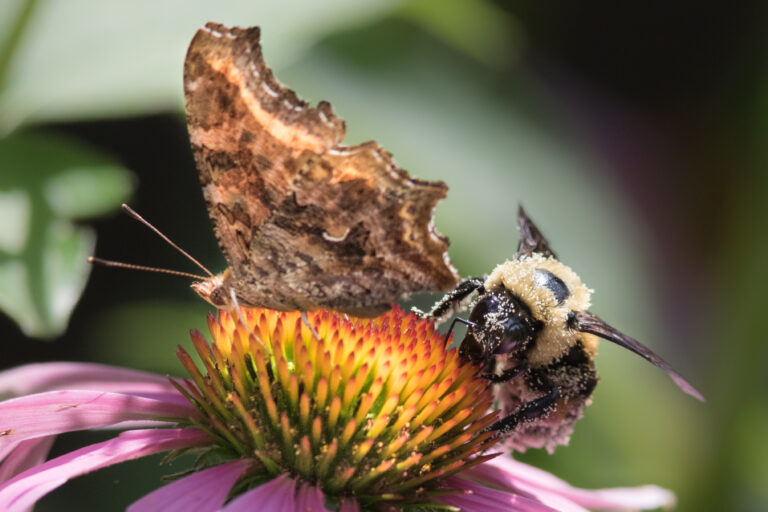 Eastern comma butterfly and bumble bee on Echinacea flower.