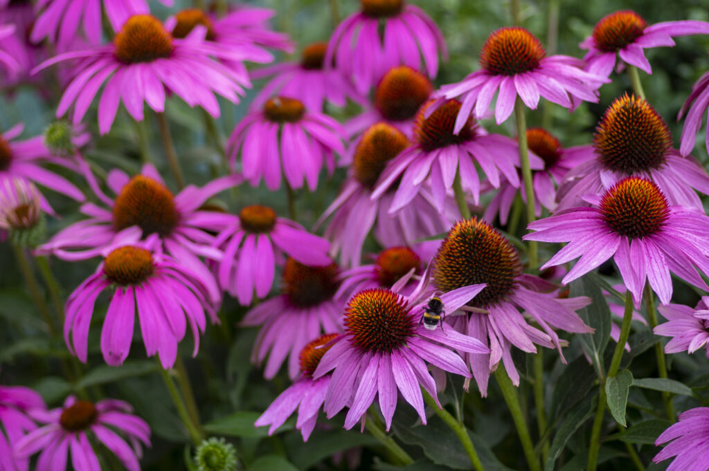 Group of coneflowers.