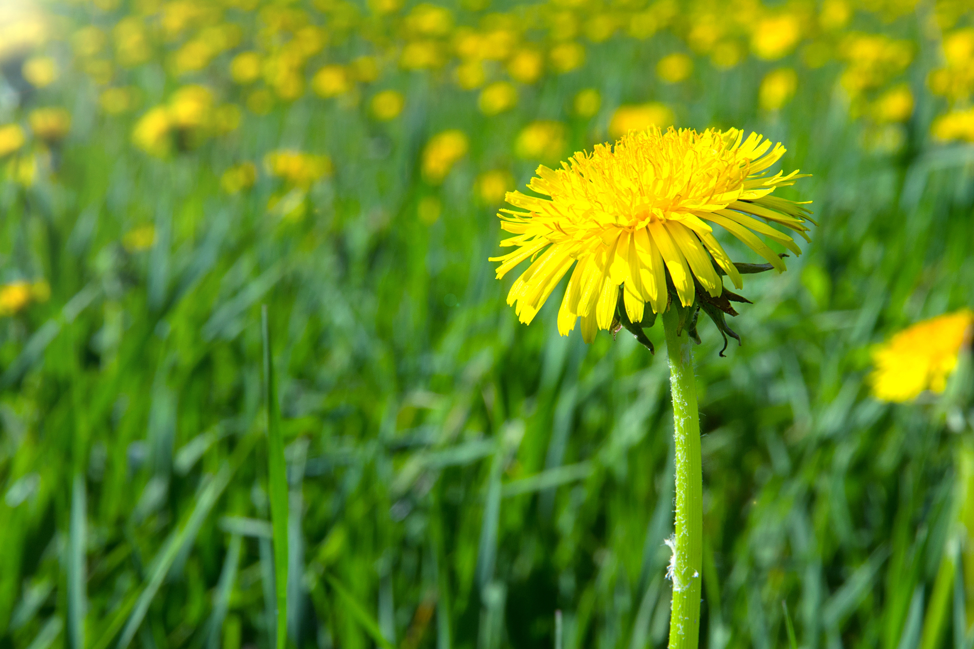 Field of dandeliions with the front one in focus.