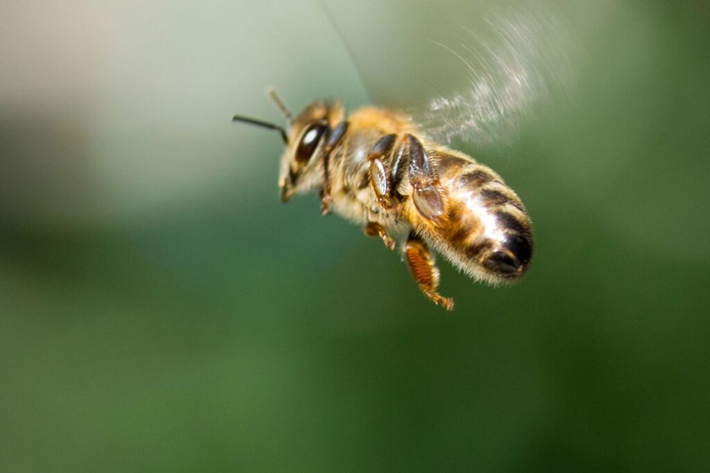 Bee flying.