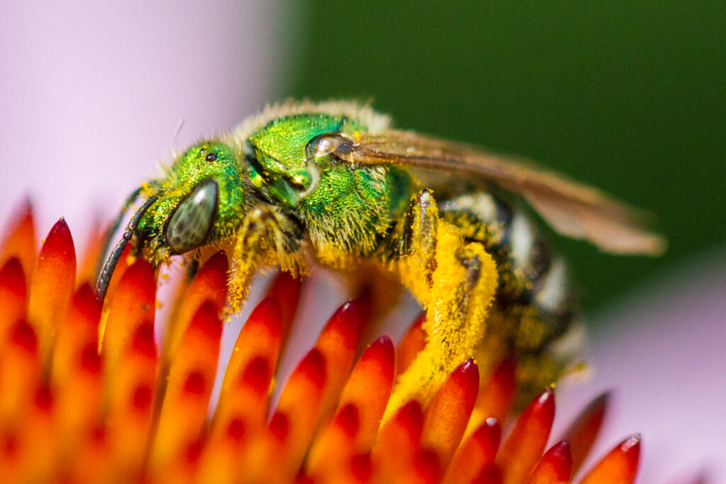 Metallic green sweat bee. Extreme close-up.