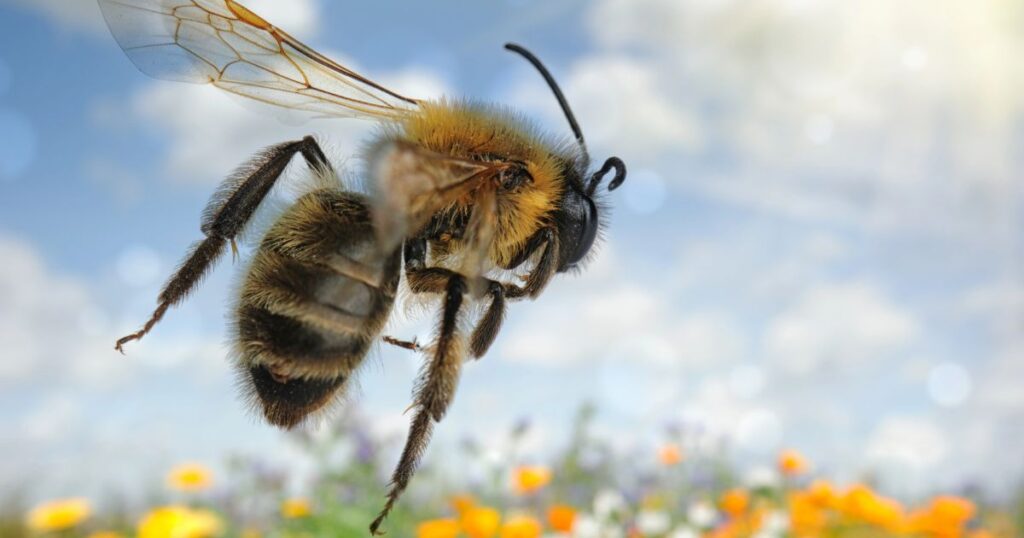 European honey bee in flight.