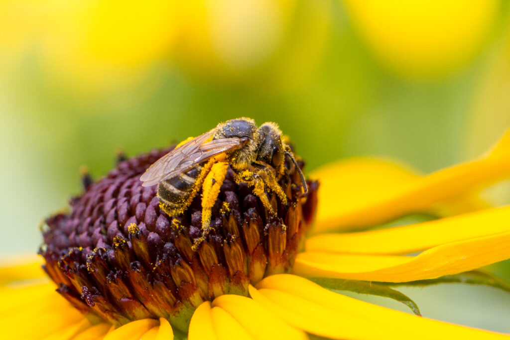 Yellow pollen covered bee on Rudbeckia.