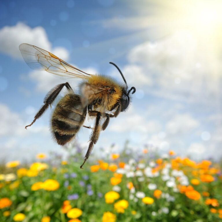 Honey bee in flight over a field of flowers.