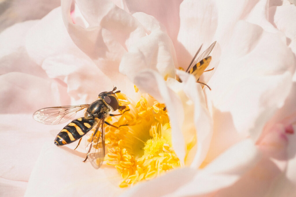Hover fly on a rose.