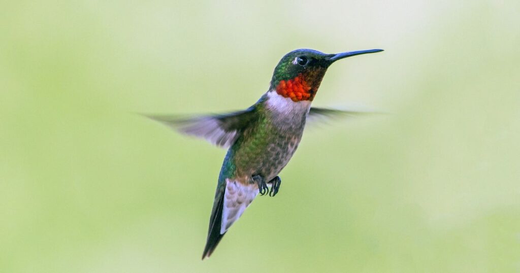 Male Hummingbird hovering.