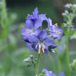 Purple Jacob's ladder in bloom.