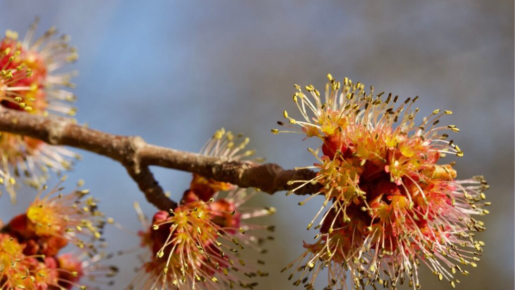Maple flowers close up.
