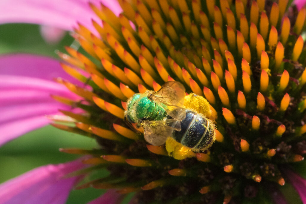 Metallic green sweat bee covered in pollen.