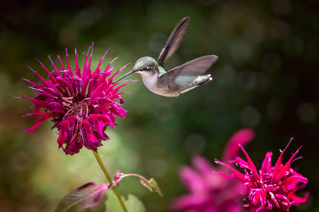 Hummingbird on bee balm.