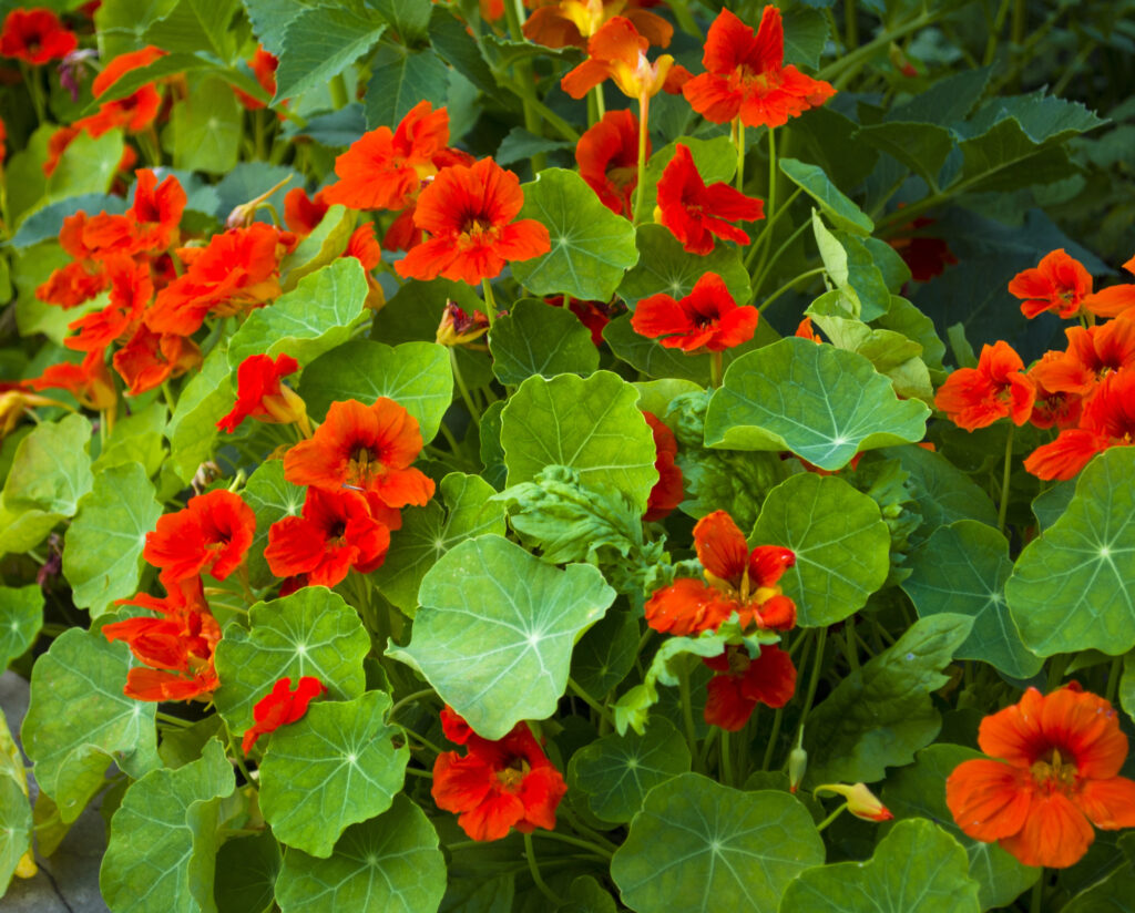 Group of orange nasturtiums.