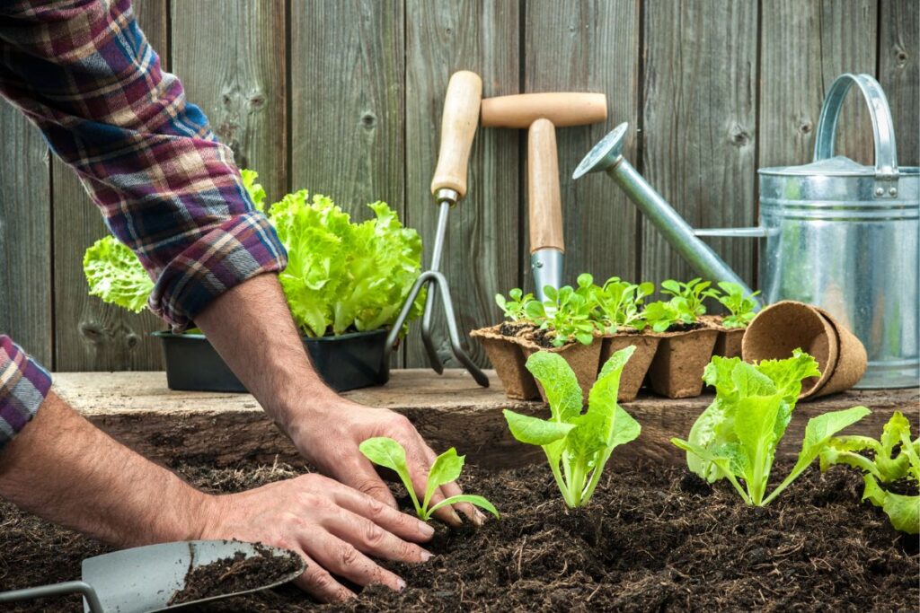 Man planting lettuce plants.
