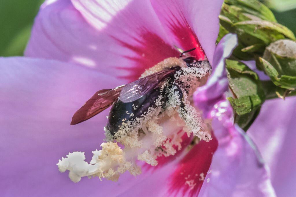 White pollen covered carpenter bee of Hibiscus flower.