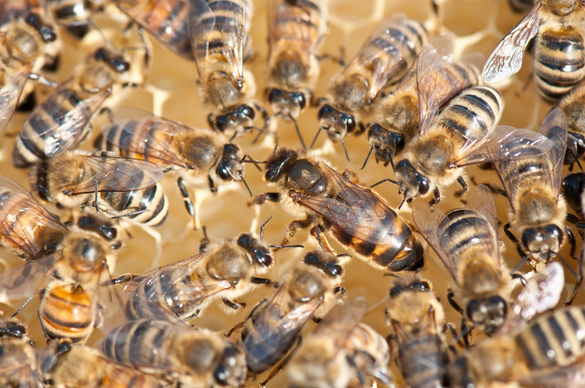 Queen bee being attended by her helpers.
