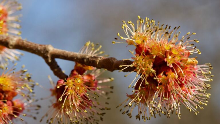 Closeup of red maple flower.